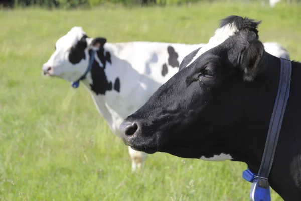 Vue du profil des vaches laitières de Hereford — Photo