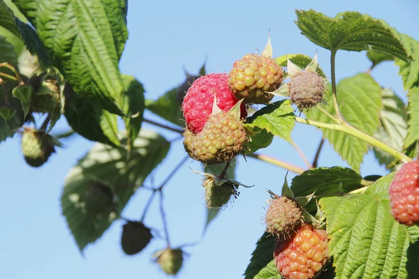 Ripening Raspberries on the Vine — Stock Photo, Image