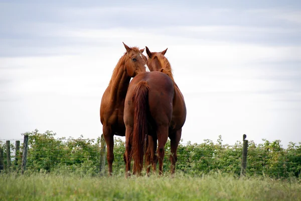 Dois cavalos adultos Nuzzle — Fotografia de Stock