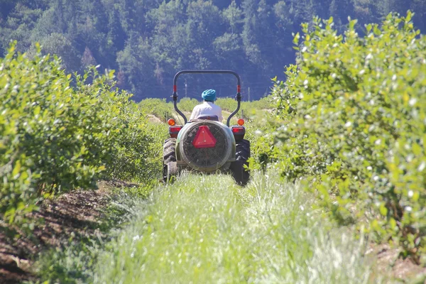 Agricoltore indiano orientale e il suo raccolto — Foto Stock