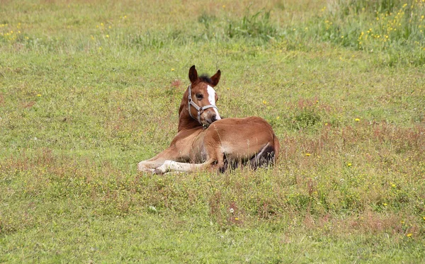 Soltero pony aseo — Foto de Stock