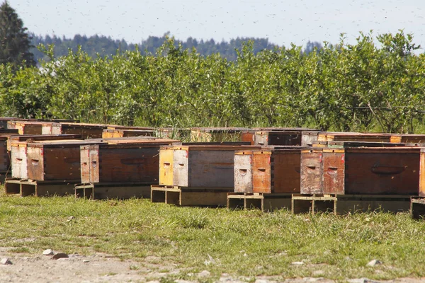Rojení včel a boxy Stock Obrázky