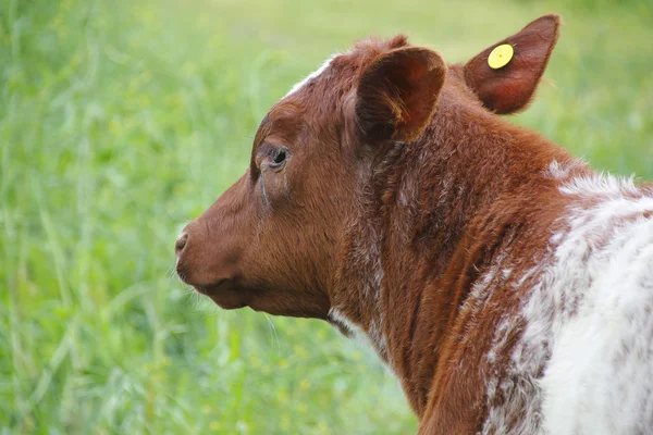 Profil för fyra månader gammal kalv — Stockfoto