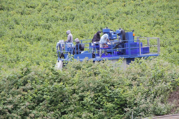 Feldarbeiter sammeln Beeren — Stockfoto