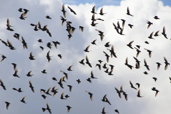 Vogelschwarm — Stockfoto