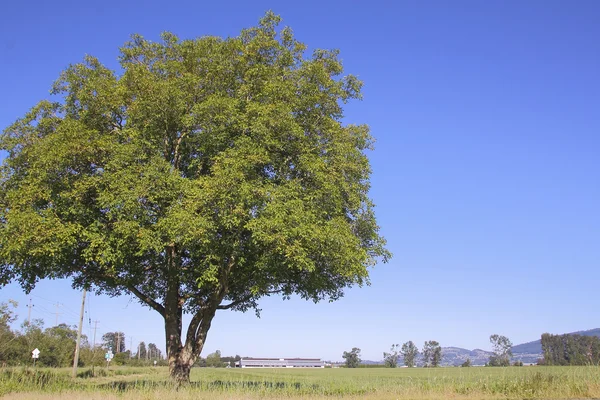 Stora, mogna Elm Tree — Stockfoto