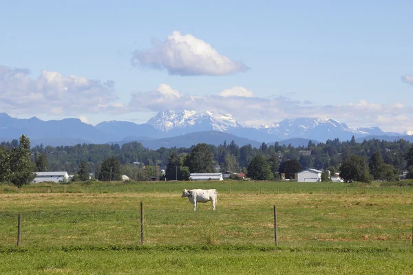 Vaca leiteira única e paisagem de montanha — Fotografia de Stock