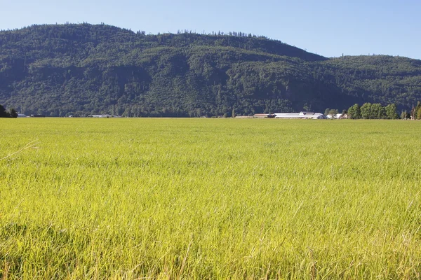 Country Valley Landscape — Stock Photo, Image