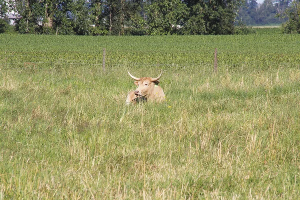 Vaca Longhorn de Texas canadiense —  Fotos de Stock