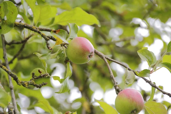 Orchard 'da olgunlaşma Apple — Stok fotoğraf