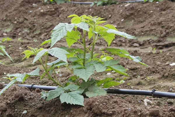 Planta de calabaza única — Foto de Stock