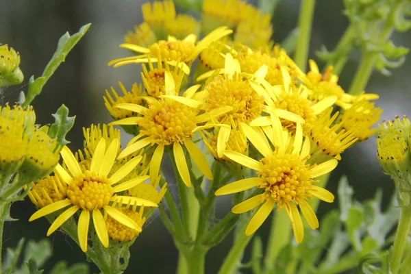 Ortak Ragwort çiçek — Stok fotoğraf