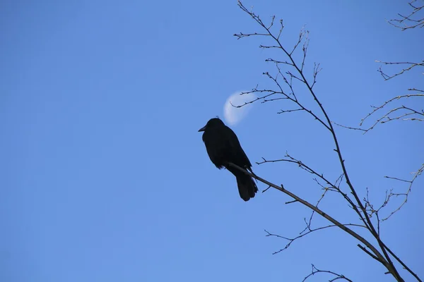 Vrouwelijke Blackbird en maan — Stockfoto