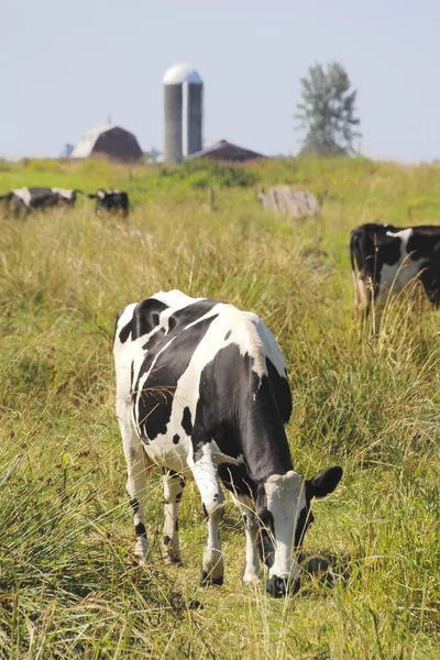 Vaca lechera Washington Hereford —  Fotos de Stock