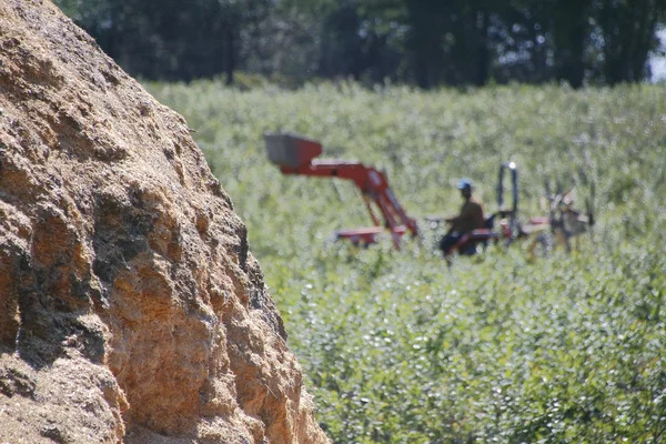 Protección de la cosecha de bayas con cubierta de tierra — Foto de Stock