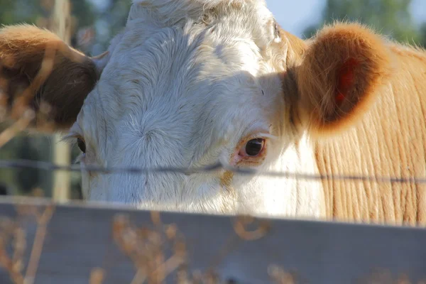 Milchkuh blickt über den Zaun — Stockfoto