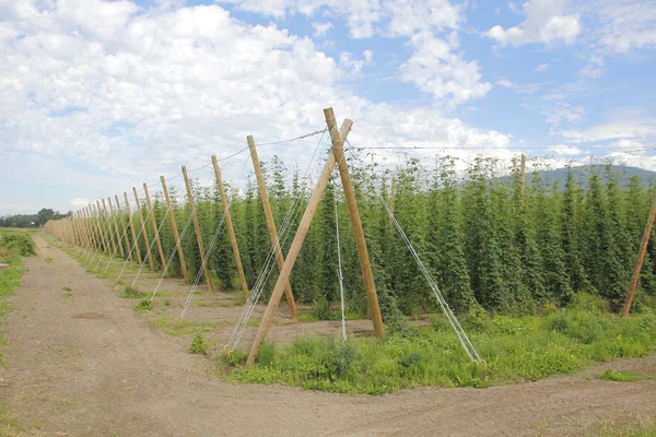 Hops during the Spring season — Stock Photo, Image