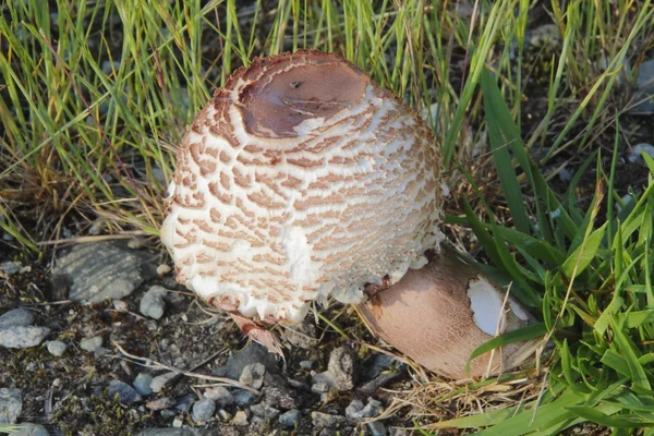 Parasolzwam americana of Leucoagaricus americanus of roodheid parasolzwam — Stockfoto