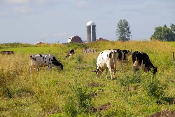 Вашингтон великої рогатої худоби ранчо — стокове фото