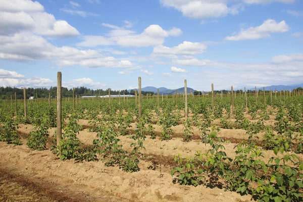 Freshly Planted Raspberry Landscape — Stock Photo, Image