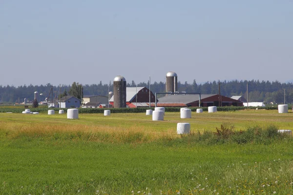 Washington zomer Harvest — Stockfoto