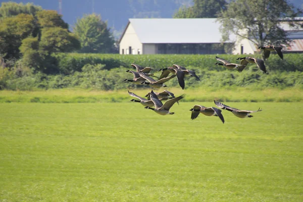 Gansos de Canadá en el entorno rural — Foto de Stock