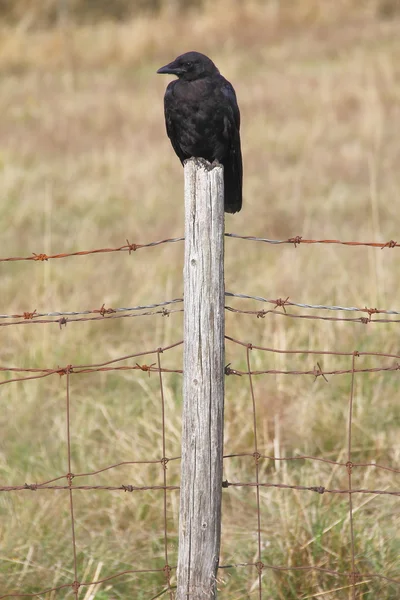 Enkel vuxen Blackbird — Stockfoto