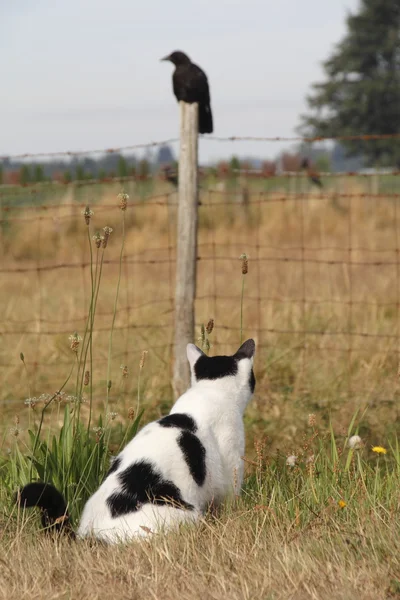 Cat Watches Wild Blackbird — Stock Photo, Image