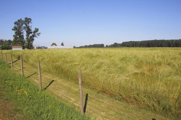 Gerijpte zomer grasland — Stockfoto