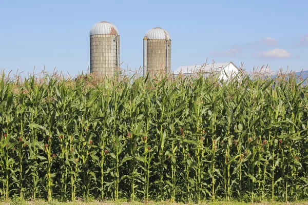 Milho de amadurecimento alto e silos — Fotografia de Stock