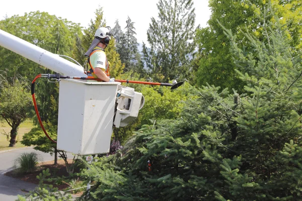 Professional Tree Trimmer — Stock Photo, Image