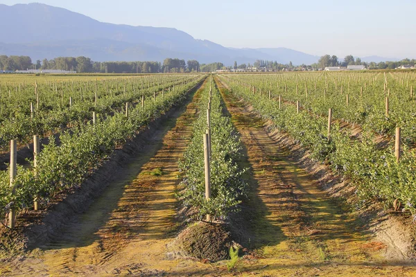 Druhým rokem borůvkový plodin — Stock fotografie