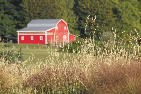 Sommar gräs sådd — Stockfoto