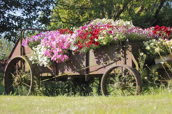 Lush Outdoor Floral Presentation — Stock Photo, Image