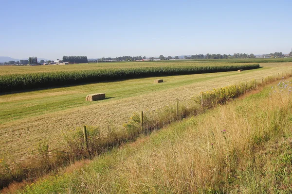 Ideale landwirtschaftliche Wachstumsbedingungen — Stockfoto