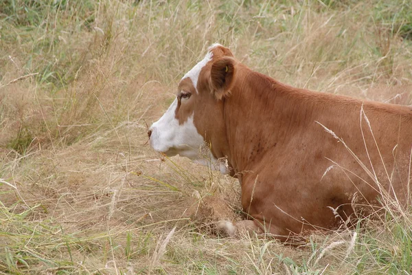 Jersey Vaca relaxa na grama — Fotografia de Stock