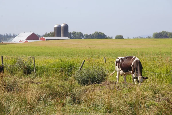 Washington State bete mark — Stockfoto