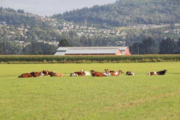 Αγελάδες γαλακτοπαραγωγής υπόλοιπο σε βοσκότοπο — Φωτογραφία Αρχείου