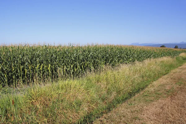Kukurydza w południowej Kolumbii Brytyjskiej — Zdjęcie stockowe