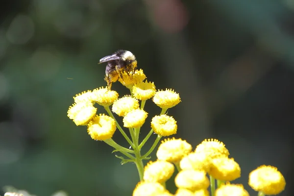 Biene mit Pollen übersät — Stockfoto