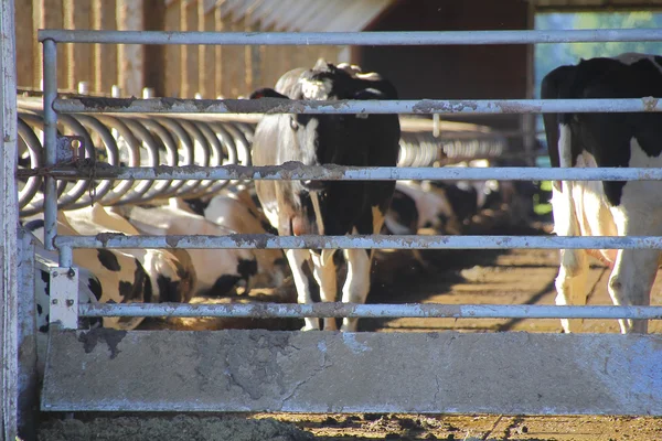 Crueldad con los animales de granja — Foto de Stock