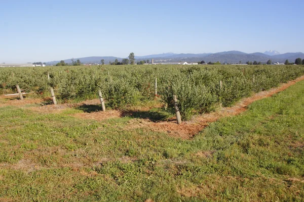 Cultures fruitières agricoles dans la vallée — Photo