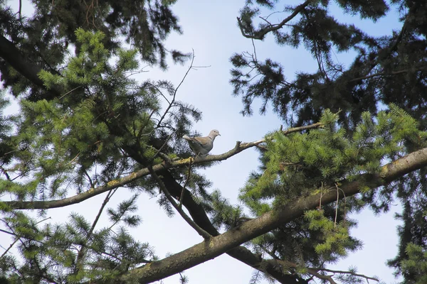 朝の鳩と松の木 — ストック写真