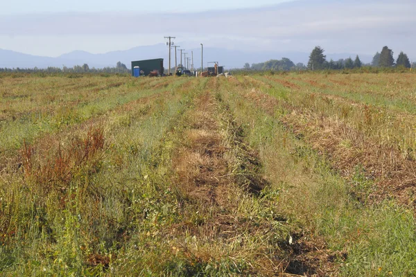 Sostituzione del raccolto agricolo di Washington — Foto Stock