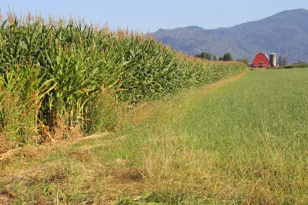 Kanadské farmě letní krajina — Stock fotografie