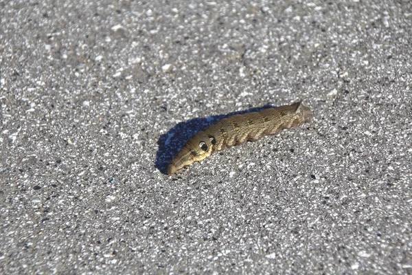 Tersa Sphinx Caterpillar — Zdjęcie stockowe