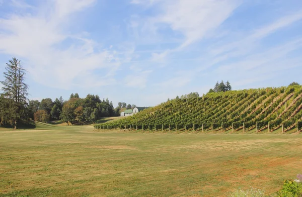 Small Canadian Vineyard — Stock Photo, Image