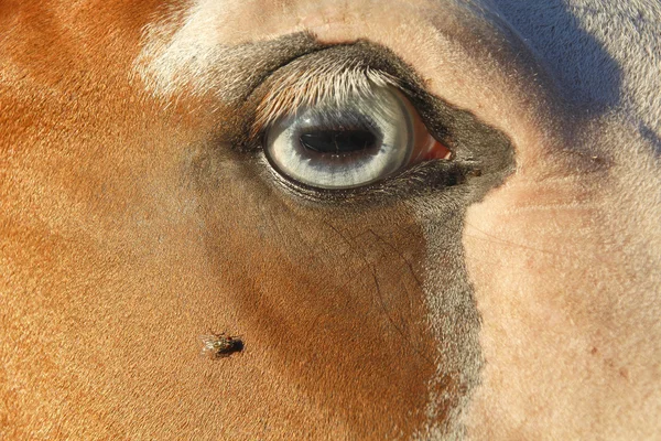 Fly and Horse's Eye — Stock Photo, Image