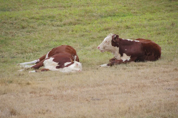 Terneros que duermen y descansan —  Fotos de Stock