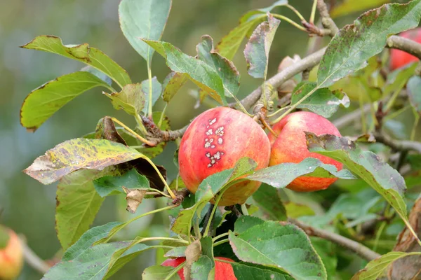 Vista Cercana Detallada Una Manzana Una Rama Con Pequeñas Manchas — Foto de Stock